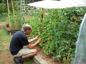 Jurgen Goering tends is tomatoes in his lush organic food garden in has backyard, and mulls the Orwellian implications of BC Hydro's forced installation of a smart meter on his home. (Photo © Kim Goldberg)