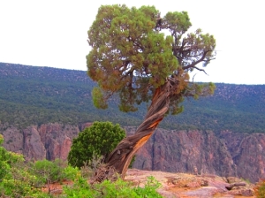 Juniper Tree at Black Canyon at Gunnison National Monument, Colorado (Source: Wikimedia Commons)