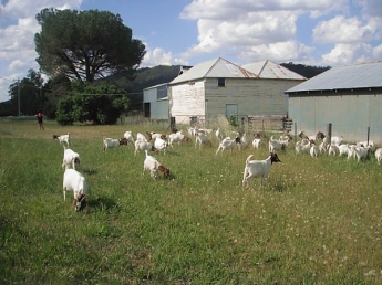 A heard of goats from the goat farm across the road is fond of grazing in Bruce's yard. 